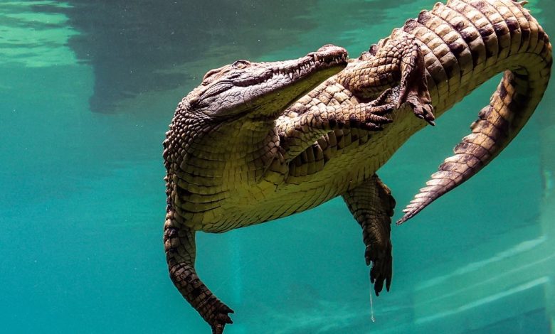 video:-parque-de-crocodilos-e-inaugurado-em-dubai