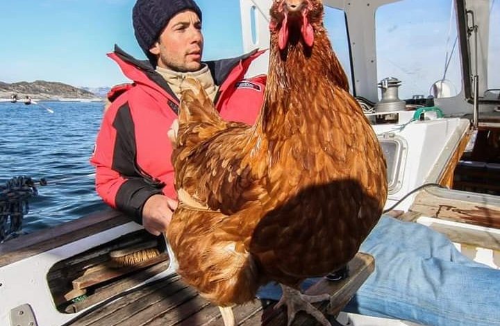 morre-galinha-‘velejadora’-que-conheceu-varios-paises