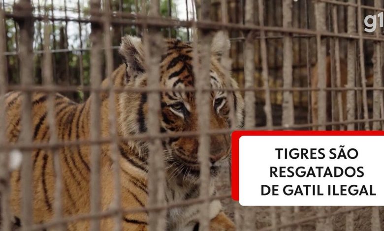 video:-dois-tigres-sao-resgatados-na-argentina