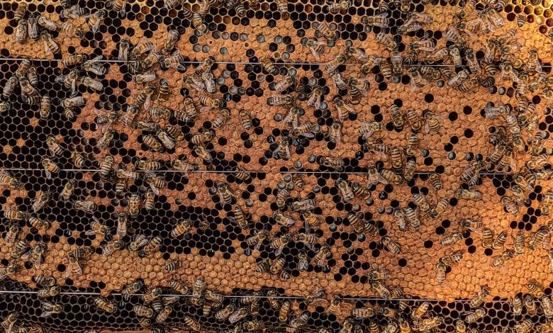 dia-mundial-da-abelha:-o-que-faz-um-mel-venenoso?-mel-estraga?-teste-seus-conhecimentos