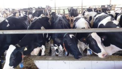 preco-do-leite-ao-produtor-acumula-alta-de-quase-12%-entre-janeiro-e-abril,-aponta-usp-de-piracicaba