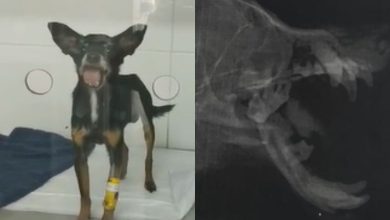 cachorro-‘costelinha’-e-resgatado-com-a-mandibula-quebrada,-ganha-placa-de-titanio-e-luta-pela-vida