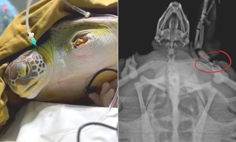tartaruga-passa-por-cirurgia-e-ganha-fixadores-em-nadadeira-que-foi-quebrada-por-petrechos-de-pesca;-video