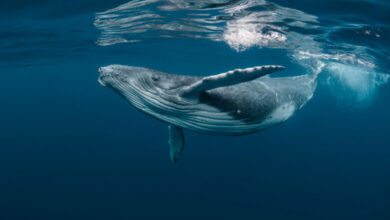 10-curiosidades-incriveis-sobre-as-baleias
