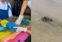 tartaruga-encontrada-presa-em-rede-de-pesca-e-devolvida-ao-mar-apos-sete-meses-de-tratamento-no-litoral-de-sp;-video
