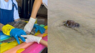 tartaruga-encontrada-presa-em-rede-de-pesca-e-devolvida-ao-mar-apos-sete-meses-de-tratamento-no-litoral-de-sp;-video