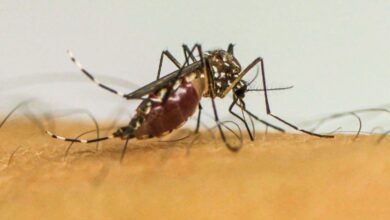 brasil-tem-quase-4-milhoes-de-casos-provaveis-de-dengue