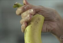 pesquisadores-brasileiros-desenvolvem-filme-bioplastico-com-casca-de-banana-que-nao-agride-o-meio-ambiente