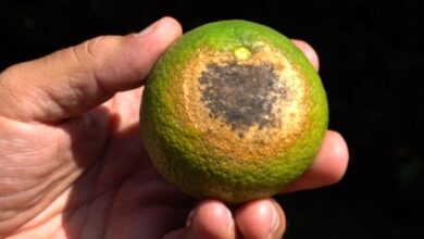 produtores-de-laranja-usam-‘protetor-solar’-nas-plantas-para-evitar-prejuizos-com-calor-excessivo-no-interior-de-sp