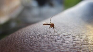 brasil-ultrapassa-4-milhoes-de-casos-de-dengue